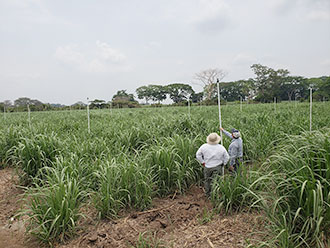 Growers setting up a farm irrigation system with Xcel-Wobbler heads on risers 