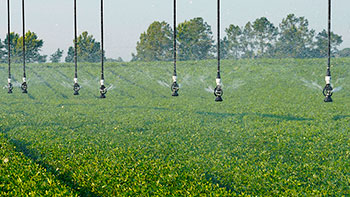 Center pivot irrigation system equipped with Senninger® i-Wob®2 sprinklers watering a healthy peanut crop, illustrating uniform water distribution and efficient low-pressure irrigation.