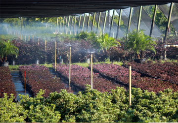 mini-Wobblers for irrigation efficiency in nurseries