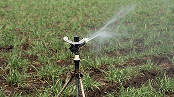 Close-up of a Senninger® 7125 Part-Circle Impact Sprinkler in operation, mounted on a tripod and irrigating a young crop field with a strong, targeted spray.