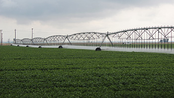 Lateral move irrigation with LDN sprinklers over potatoes