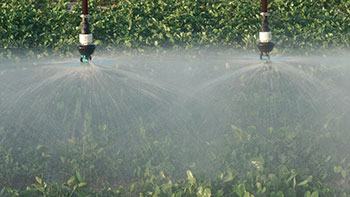 Close-up of Senninger® LDN® Wide Spray Bubblers irrigating a green field with a wide, gentle, aerated spray pattern, showing uniform water distribution across the crop canopy.