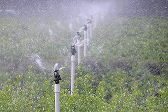 Sistemas de irrigação de baixa pressão