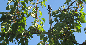 Orchard Irrigation with Senninger® Wobbler® Sprinklers