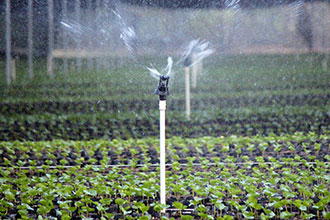 Drip vs Overhead Irrigation