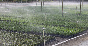 mini-Wobblers – Nursery – Florida, USA 