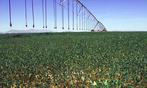 LEPA Close Spacing – alfalfa – Arizona, California, USA 
