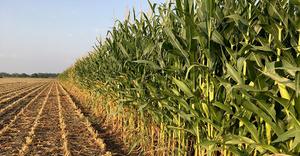 i-Wob2 – corn – Australia