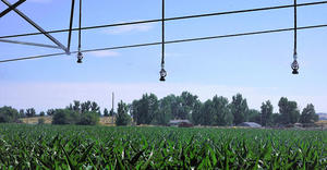 i-Wob2 – corn – Idaho, USA 