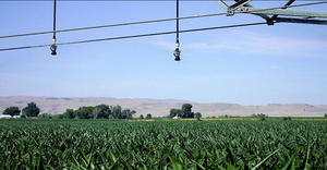 i-Wob2 – corn – Idaho, USA 
