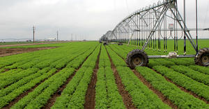 LESA with LDNs – carrots – California, USA 