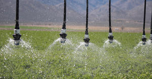 LEPA Close Spacing – alfalfa – Nevada, USA 