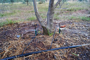  Spray Stakes – olive trees irrigation – Colombia