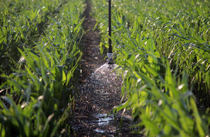 Senninger LEPA Bubbler – corn – Kansas, USA