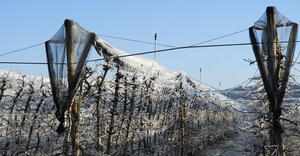 Xcel-Wobbler – Frost Protection – apple orchards – Austria