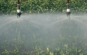 Primer plano de Senninger® LDN® Wide Spray Bubblers mientras riegan un campo verde con un patrón de pulverización amplio, suave y aireado, que muestra una distribución uniforme del agua a lo largo del dosel del cultivo.