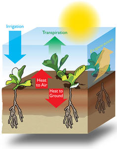 L'irrigation peut être utilisée pour refroidir les cultures et le sol