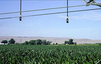 Low-pressure i-Wob2 sprinklers on a center pivot over corn