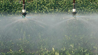 Primer plano de Senninger® LDN® Wide Spray Bubblers mientras riegan un campo verde con un patrón de pulverización amplio, suave y aireado, que muestra una distribución uniforme del agua a lo largo del dosel del cultivo.
