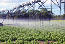 i-wob sprinkler potatoes