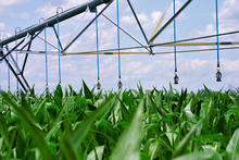 i-wob2 corn florida US