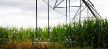 Senninger LDN corn 
