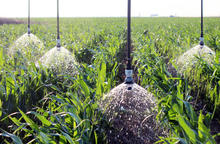 LDN LEPA Close Spacing - LDN Shroud in Corn