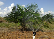 Smooth Drive - Oil Palm