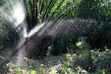 Smooth Drive - Oil Palm