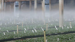 Misters da Senninger® em uma estufa