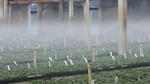 Senninger's Misters in a Greenhouse